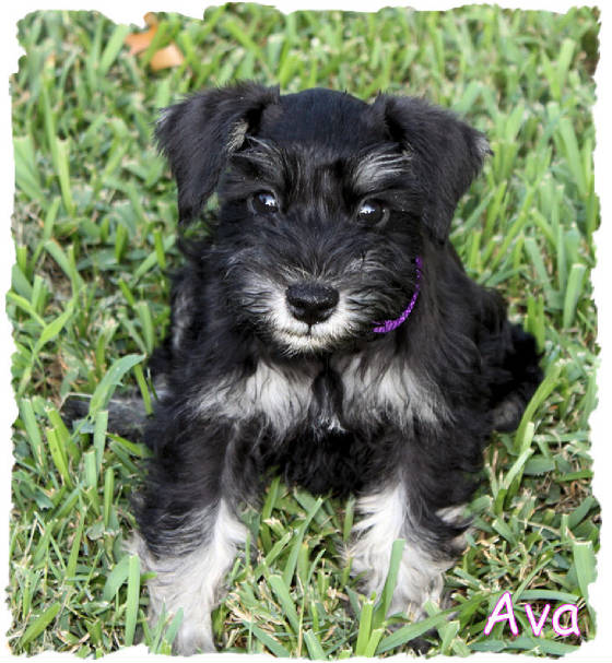 Black and silver Mini Schnauzer puppy