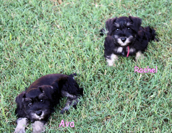 Black and silver Mini Schnauzer girls