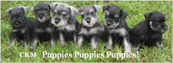 Healthy happy, well socialized mini schnauzer puppies in phantom, salt and pepper and black.