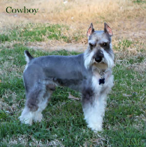 Cowboy! Salt and pepper Mini Schnauzer stud dog,