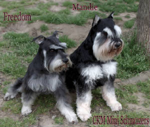 phantom miniature schnauzer