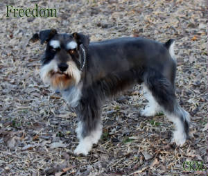 Freedom Is Not Free, Black and silver Mini Schnauzer stud dog