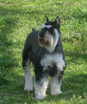 phantom miniature schnauzer