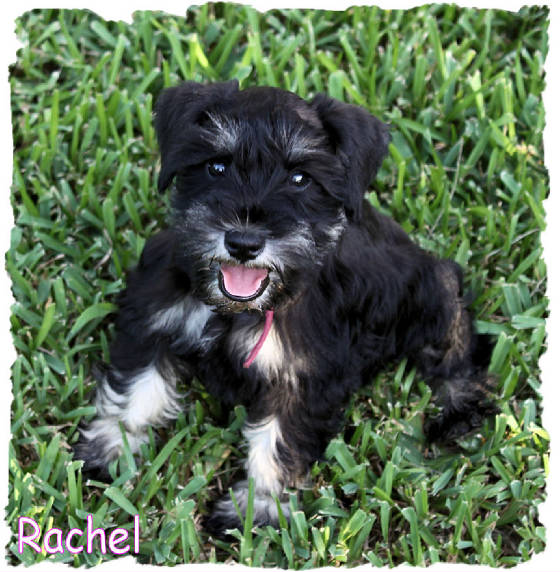 Black and silver Mini Schnauzer puppy