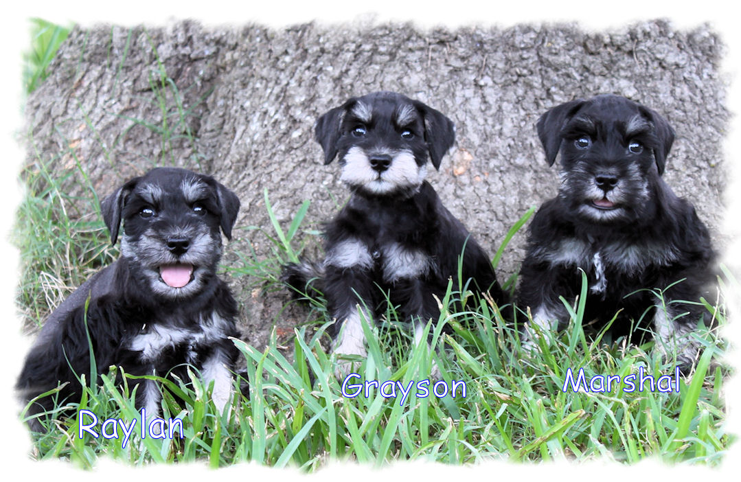 Phantom, black and silver Mini Schnauzer puppies