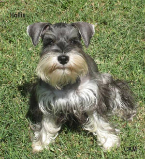 The CKM Mini Schnauzer mom's page.