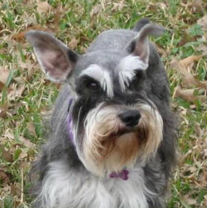 The CKM Mini Schnauzer mom's page.