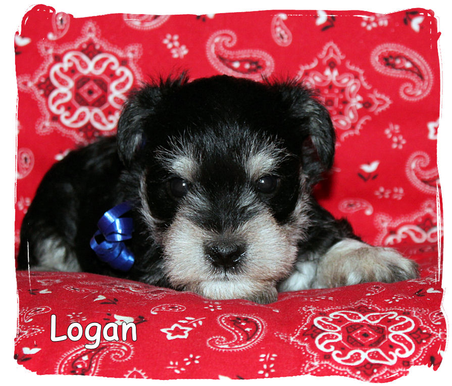 Logan Ckm Mini Schnauzers