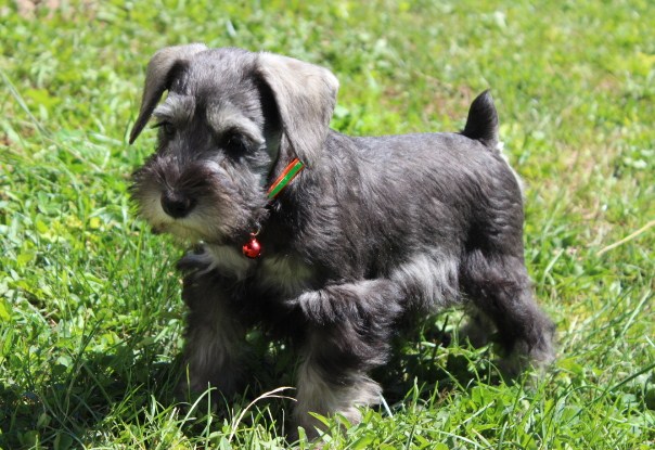 American Kennel Club (AKC) – CKM Mini Schnauzers